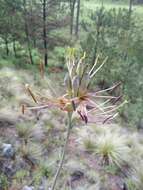 Agave debilis A. Berger resmi