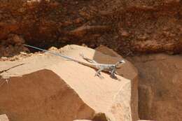 Image of Eritrean Ridgeback Agama