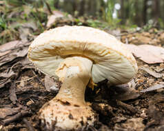 Image of Amanita ochrophylla (Cooke & Massee) Cleland 1924