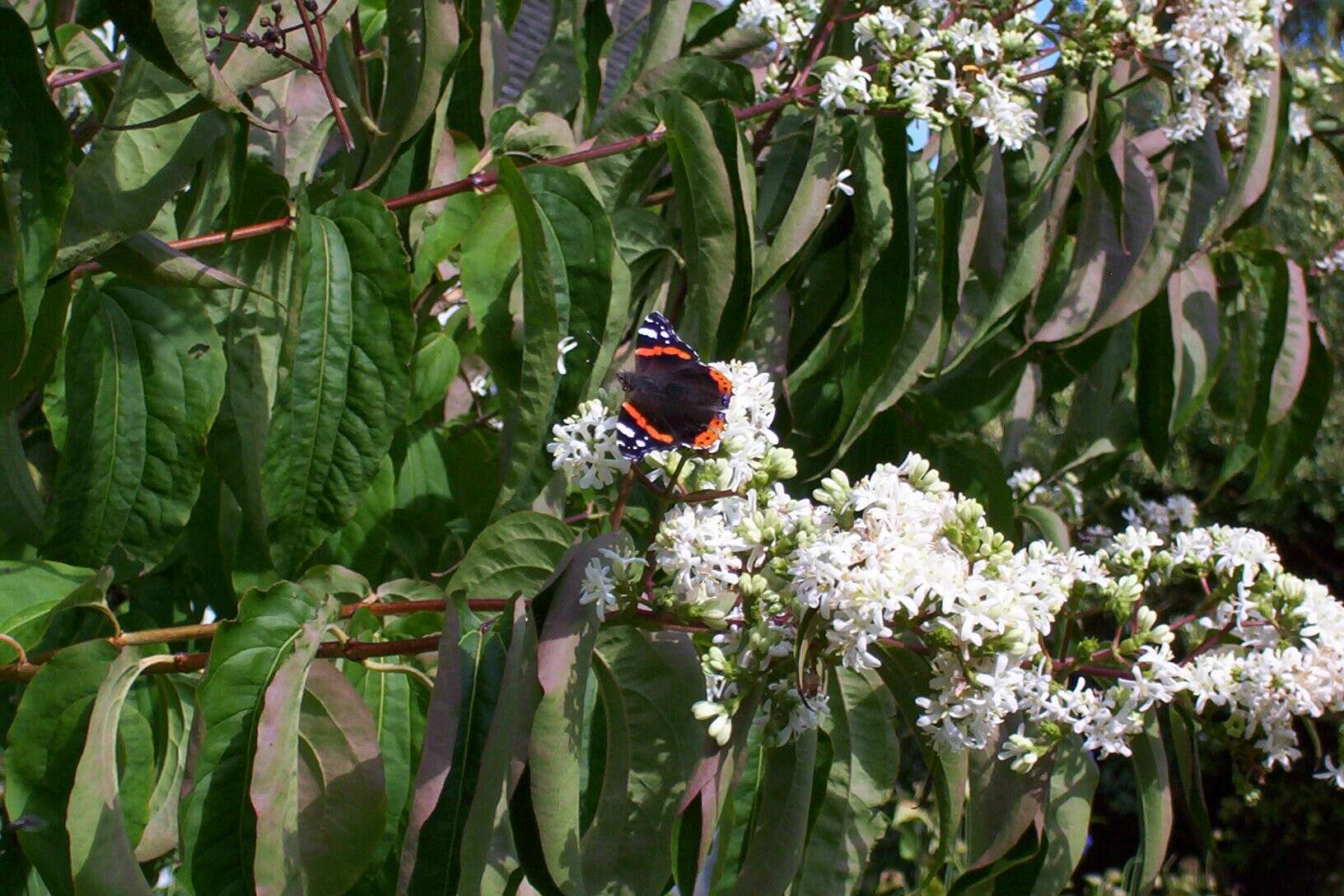 Image de Heptacodium