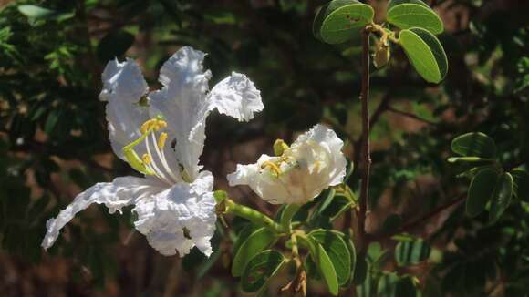 Image of Bauhinia petersiana Bolle