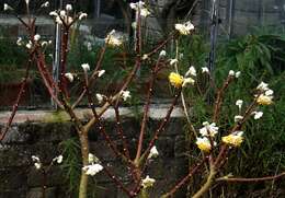 Image of Oriental paperbush