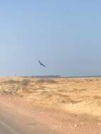 Image of Brown-necked Raven