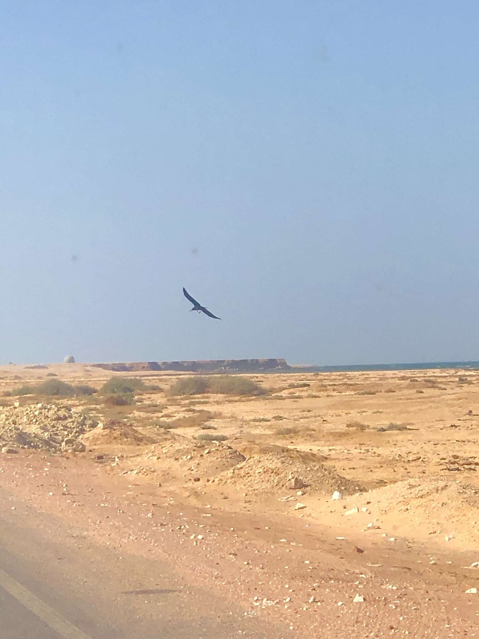 Image of Brown-necked Raven