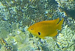 Image of Sulfur damsel