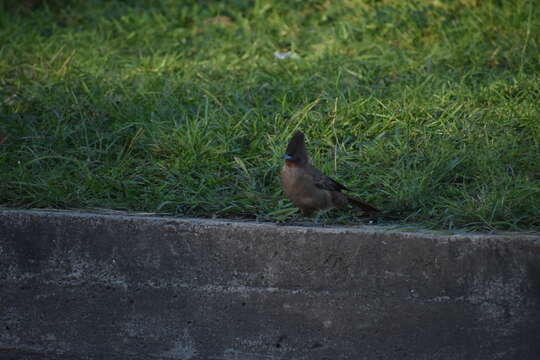 Image of Brown Cacholote