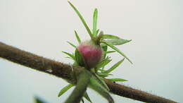 Image of largeflower woodvine