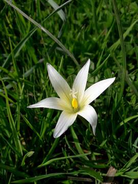 Image of crocus-leaved ROMULEA