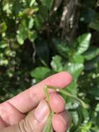 Image of Lepistemon binectarifer var. trichocarpus (Gagnep.) Ooststr.