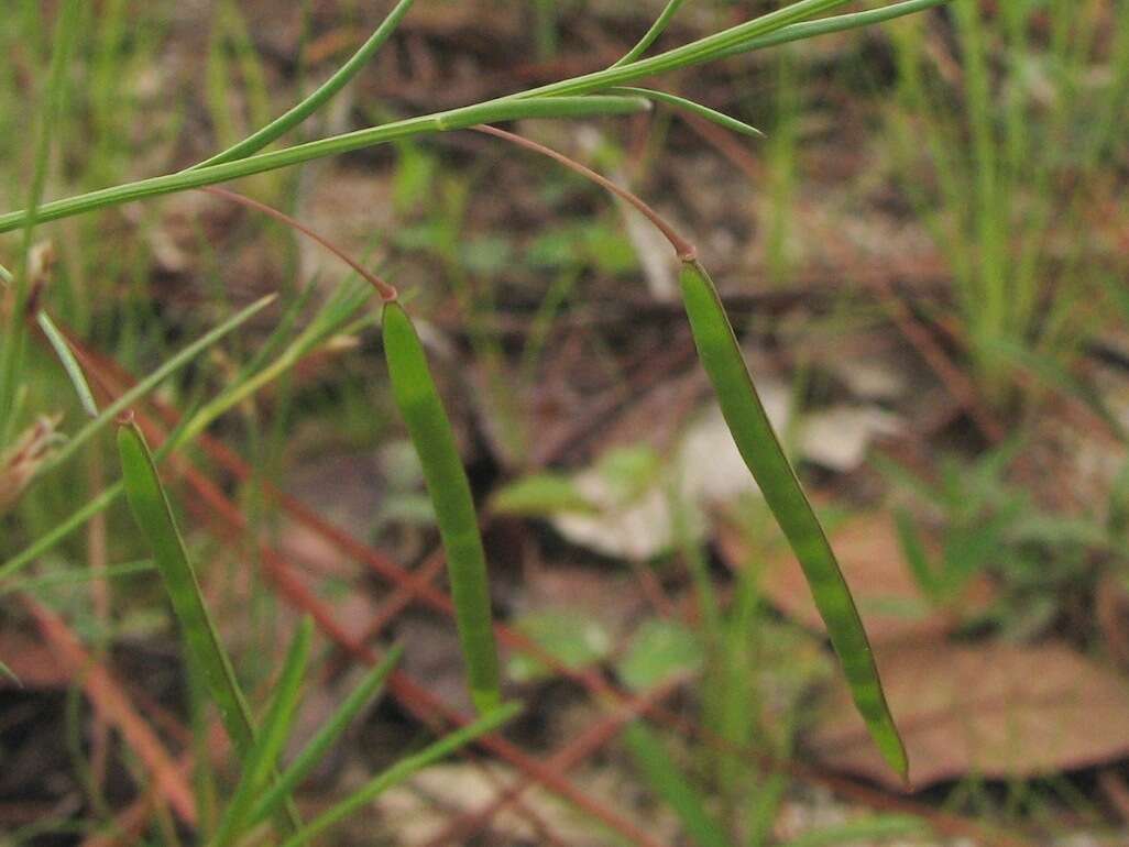 Image of Physostemon guianense (Aubl.) Malme