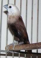 Image of White-headed Munia