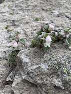 Image of Lamium tomentosum Willd.