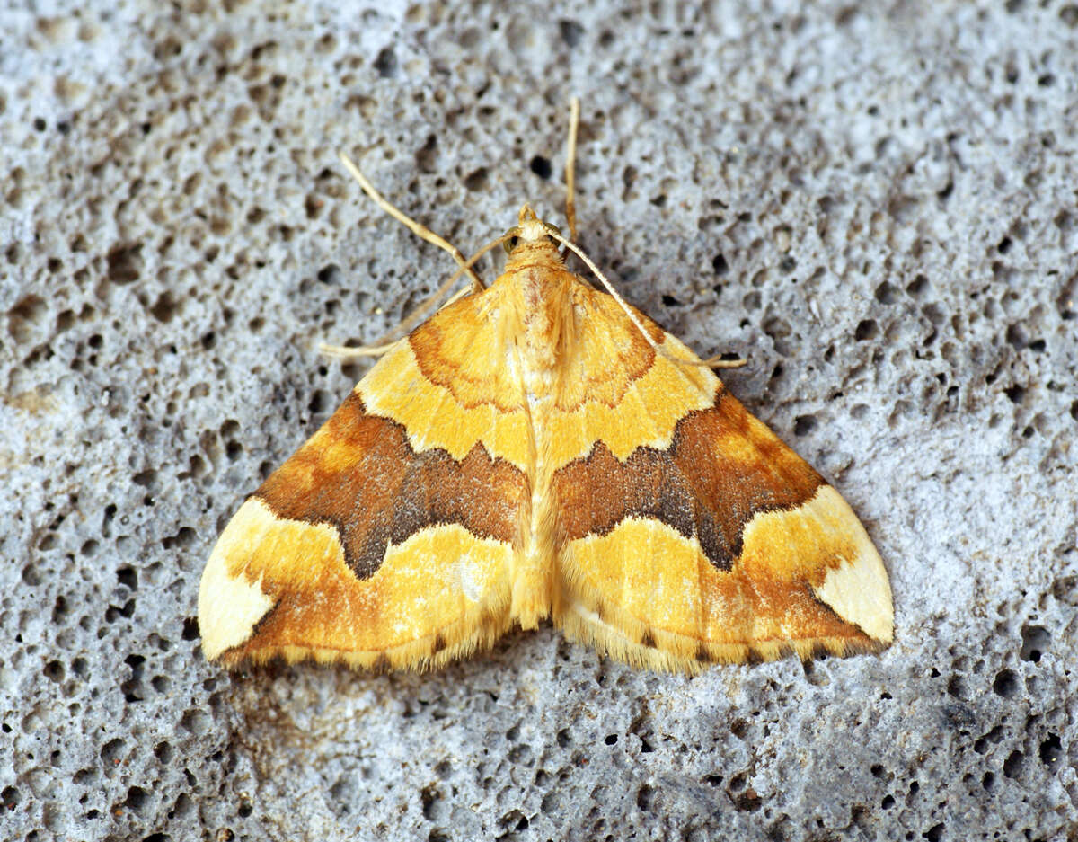 Image of barred yellow