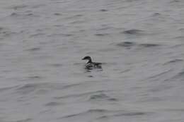 Image of Peruvian Diving Petrel