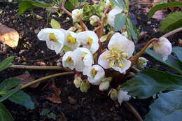 Image of black hellebore