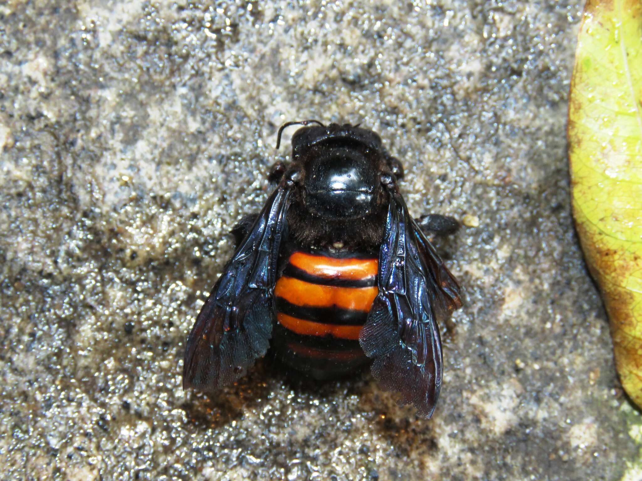 Plancia ëd Xylocopa frontalis (Olivier 1789)