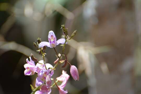 Image of Pine-pink