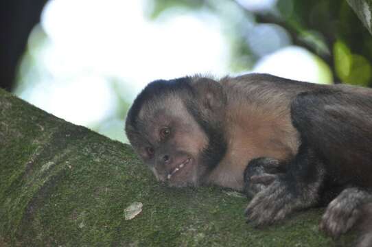 Image of Black Capuchin