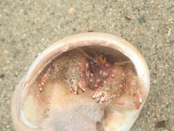 Image of furry hermit crab