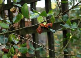 Image of Crinodendron patagua Molina