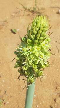 Image of Ornithogalum xanthochlorum Baker