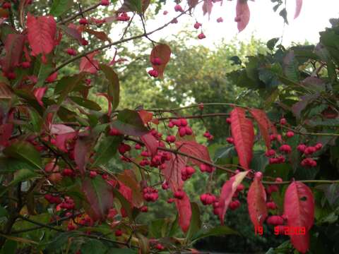 Image of bloodtwig dogwood