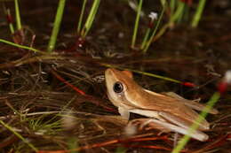 Image of Arum lily frog