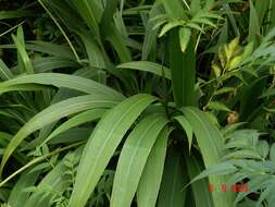 Image de Setaria palmifolia (J. Koenig) Stapf