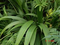 Image of bigleaf bristlegrass