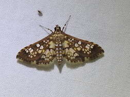 Image of Assembly Moth