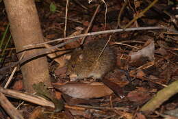 Image of Southern Cotton Rat
