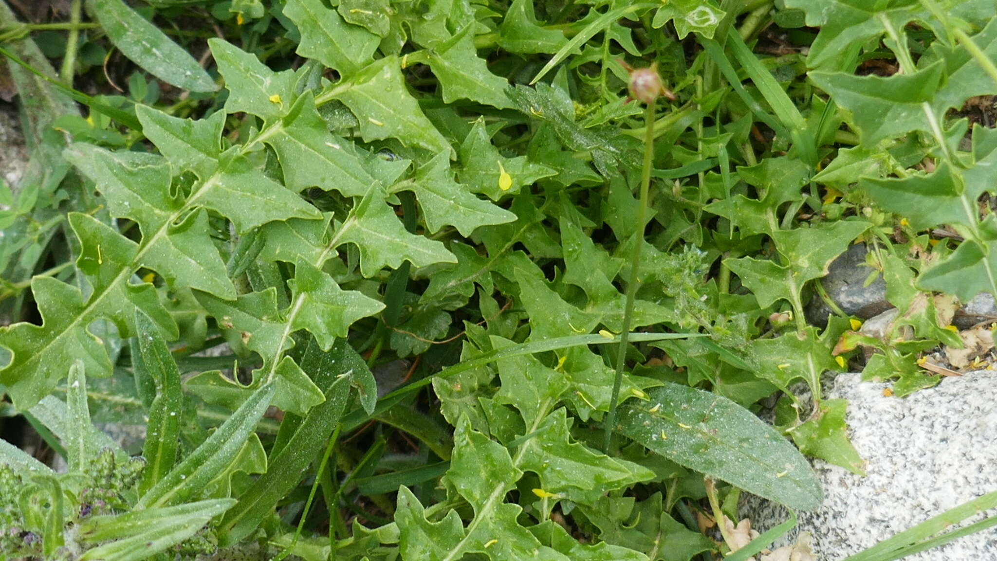 Слика од Sisymbrium austriacum Jacq.