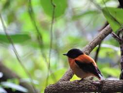 Image of Black-and-orange Flycatcher