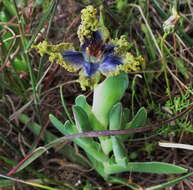 Image of Ferraria uncinata Sweet