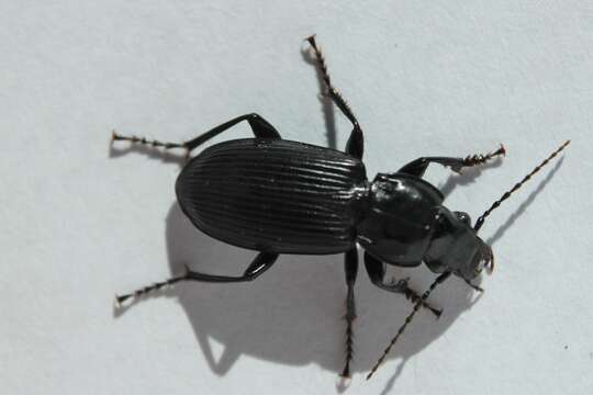 Plancia ëd Pterostichus (Petrophilus) melanarius (Illiger 1798)