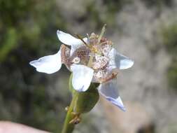 Image of Tigridia arequipensis Montesinos, A. Pauca & Revilla