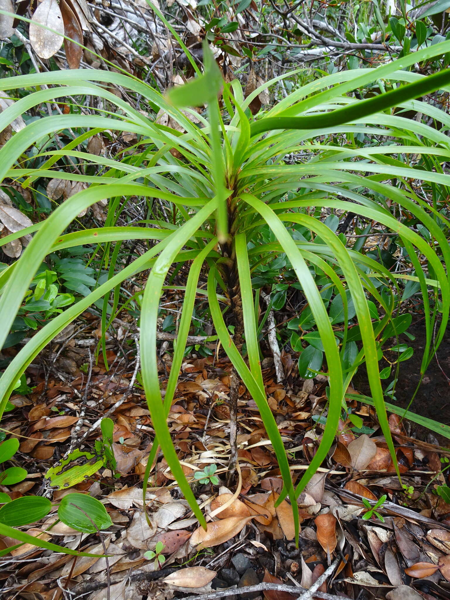 Image de Lomandra insularis Schltr.