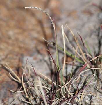 Plancia ëd Microchloa kunthii Desv.