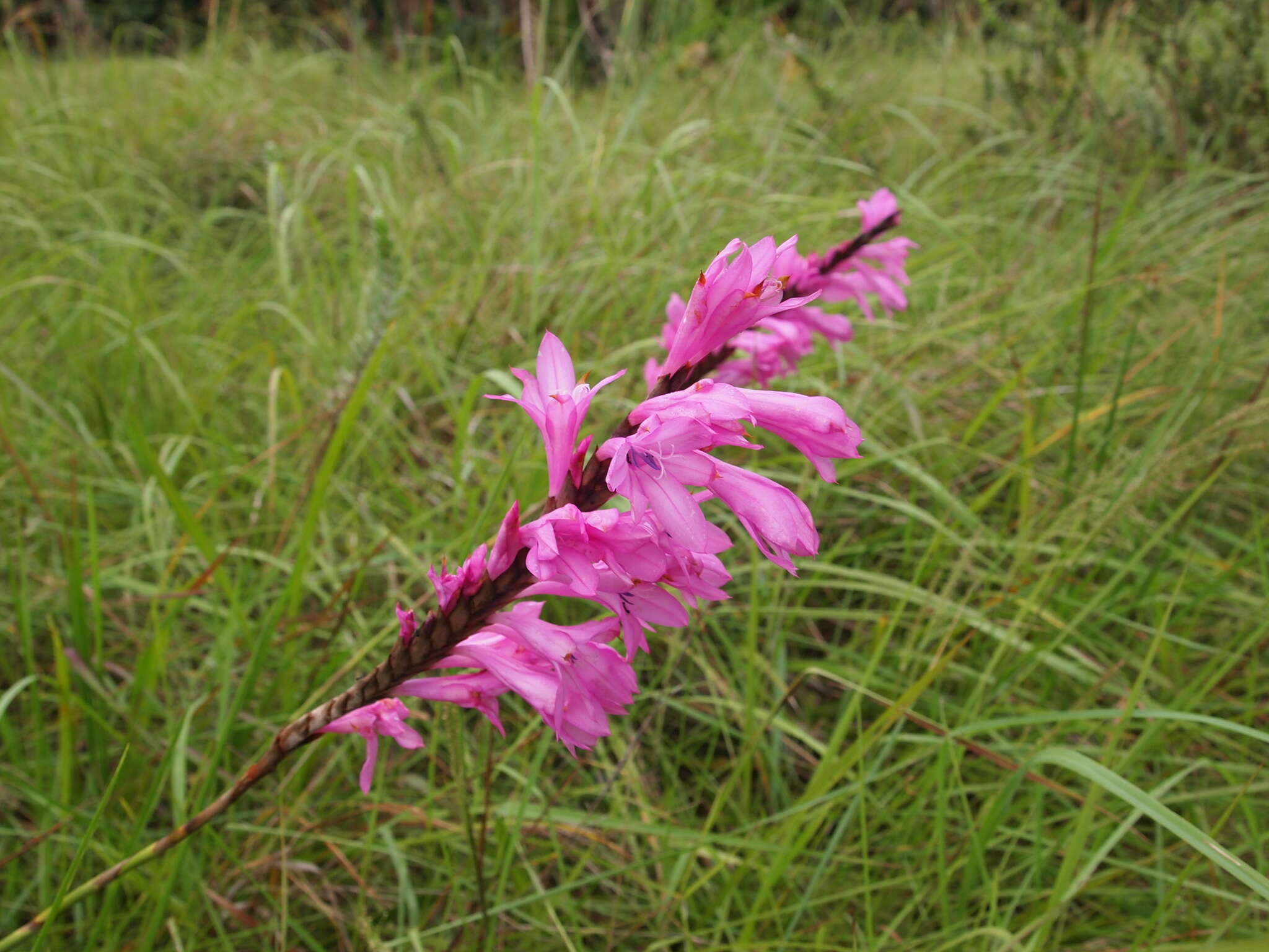 Image of Watsonia confusa Goldblatt