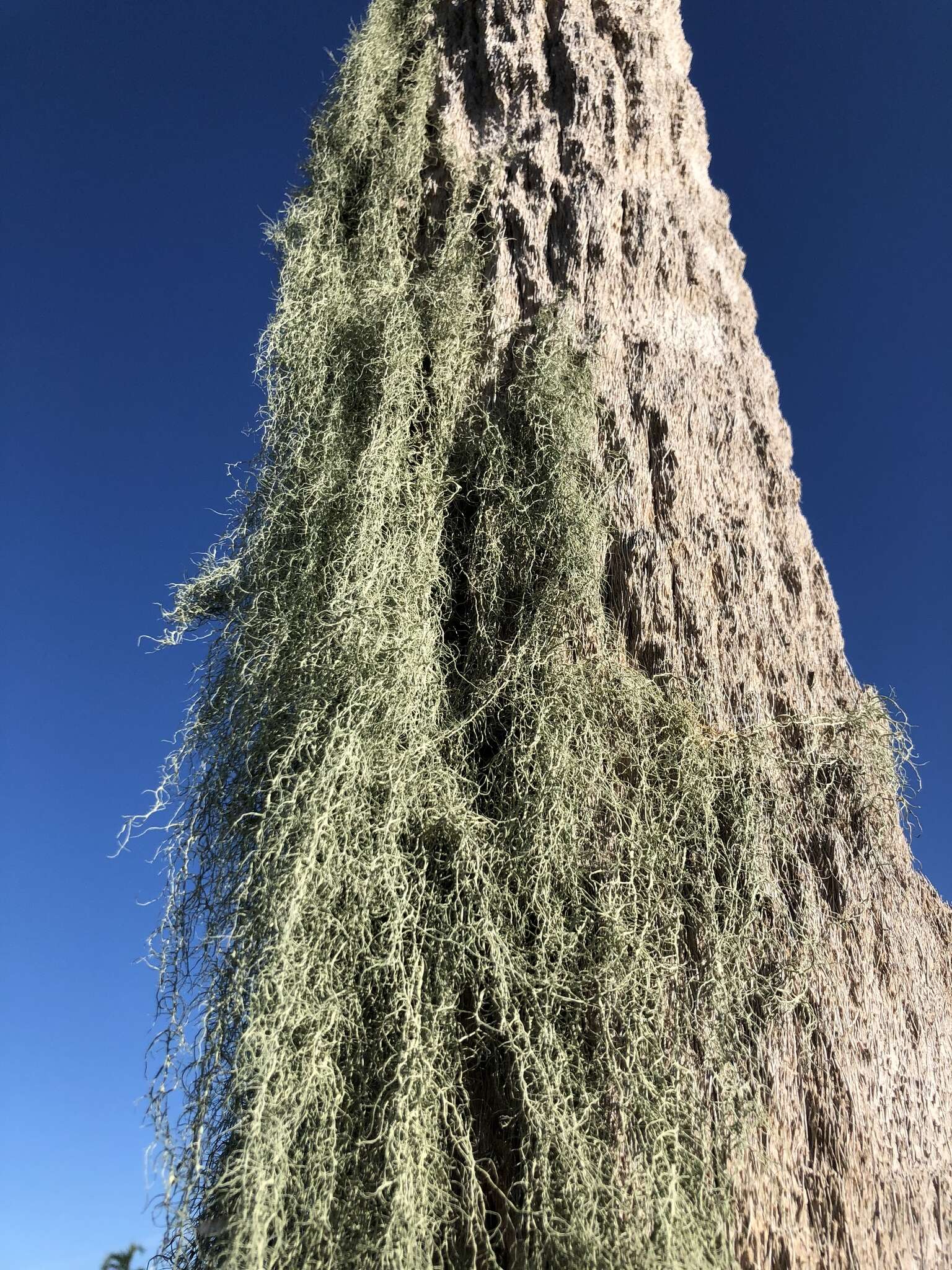 Image of cartilage lichen