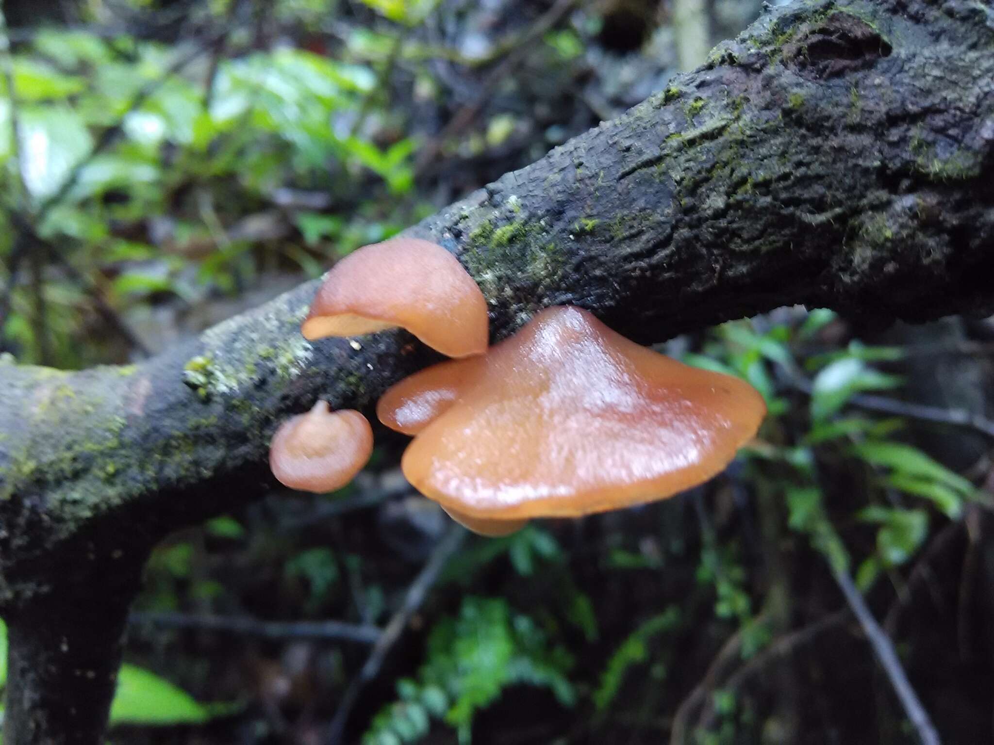 Image of Auricularia minor Kobayasi 1981