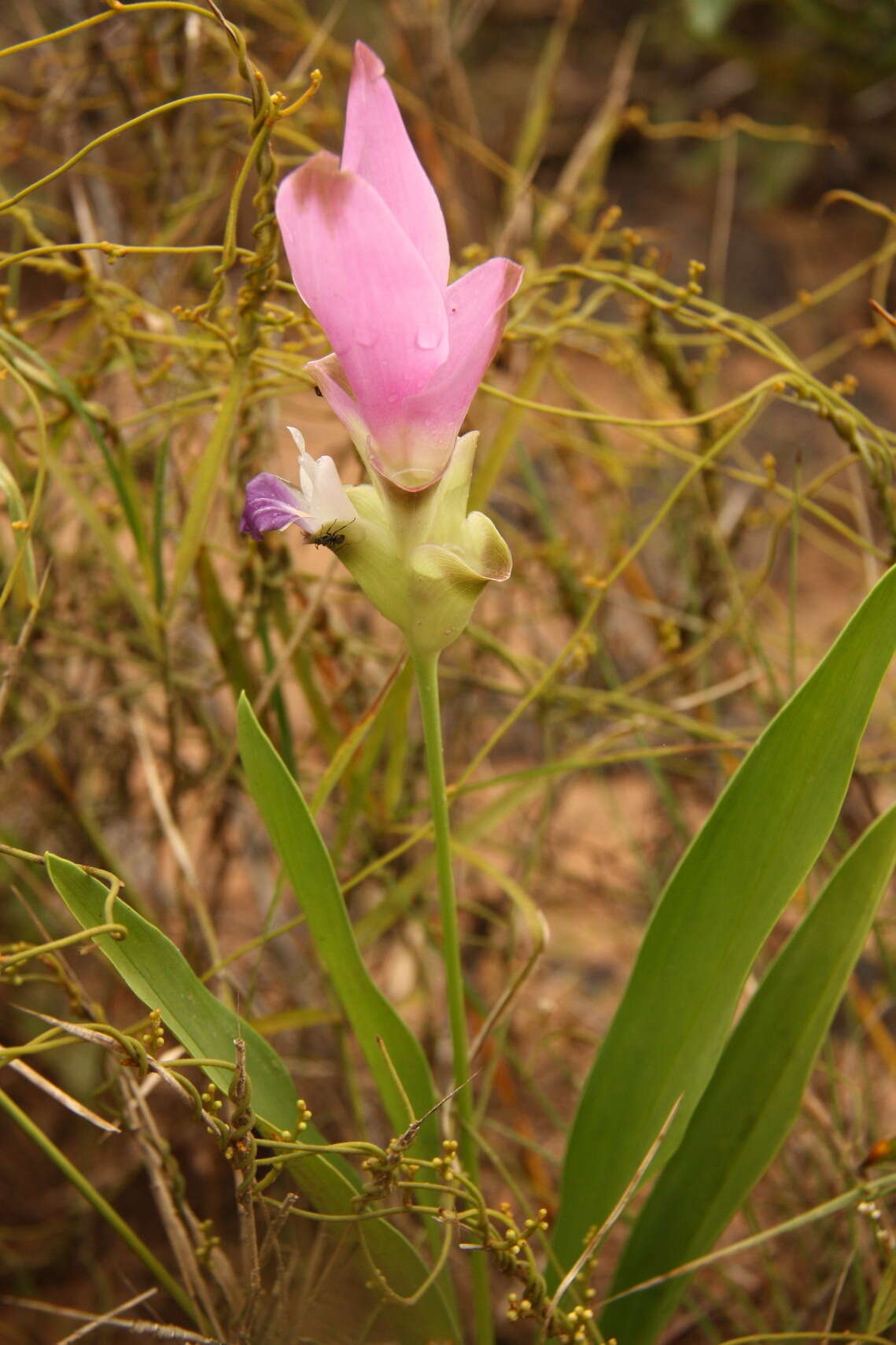 Imagem de Curcuma alismatifolia Gagnep.