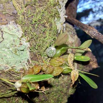 Imagem de Bulbophyllum tuberculatum Colenso