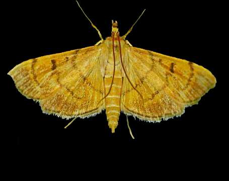 Image of Bean-leaf Webworm Moth