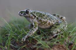 Image of Iberian Parsley Frog