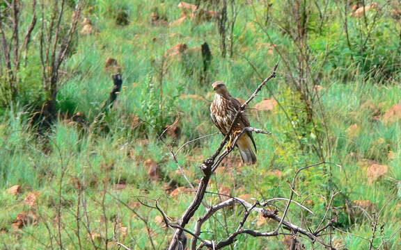 Image of Buteo buteo vulpinus (Gloger 1833)