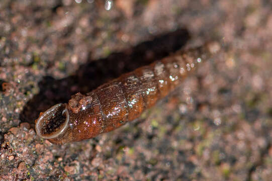 Image of two-toothed door snail