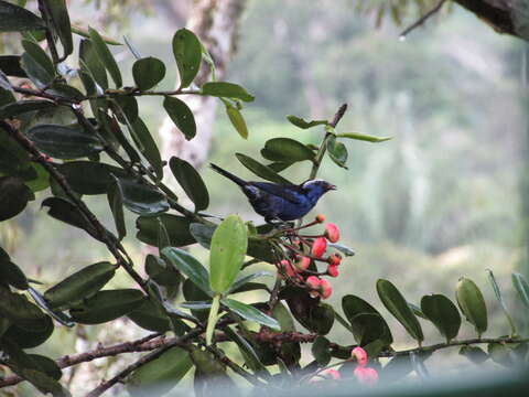 Image of Opal-crowned Tanager