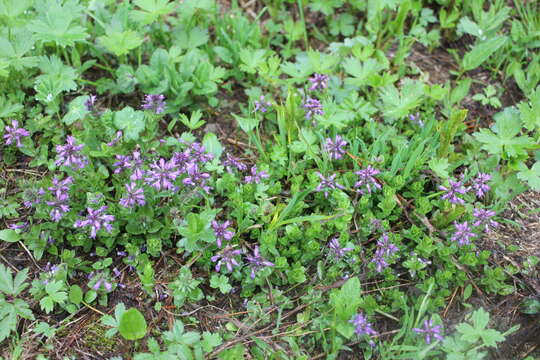 Image of Veronica densiflora Ledeb.