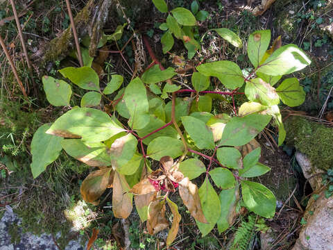 Image of Paeonia coriacea Boiss.